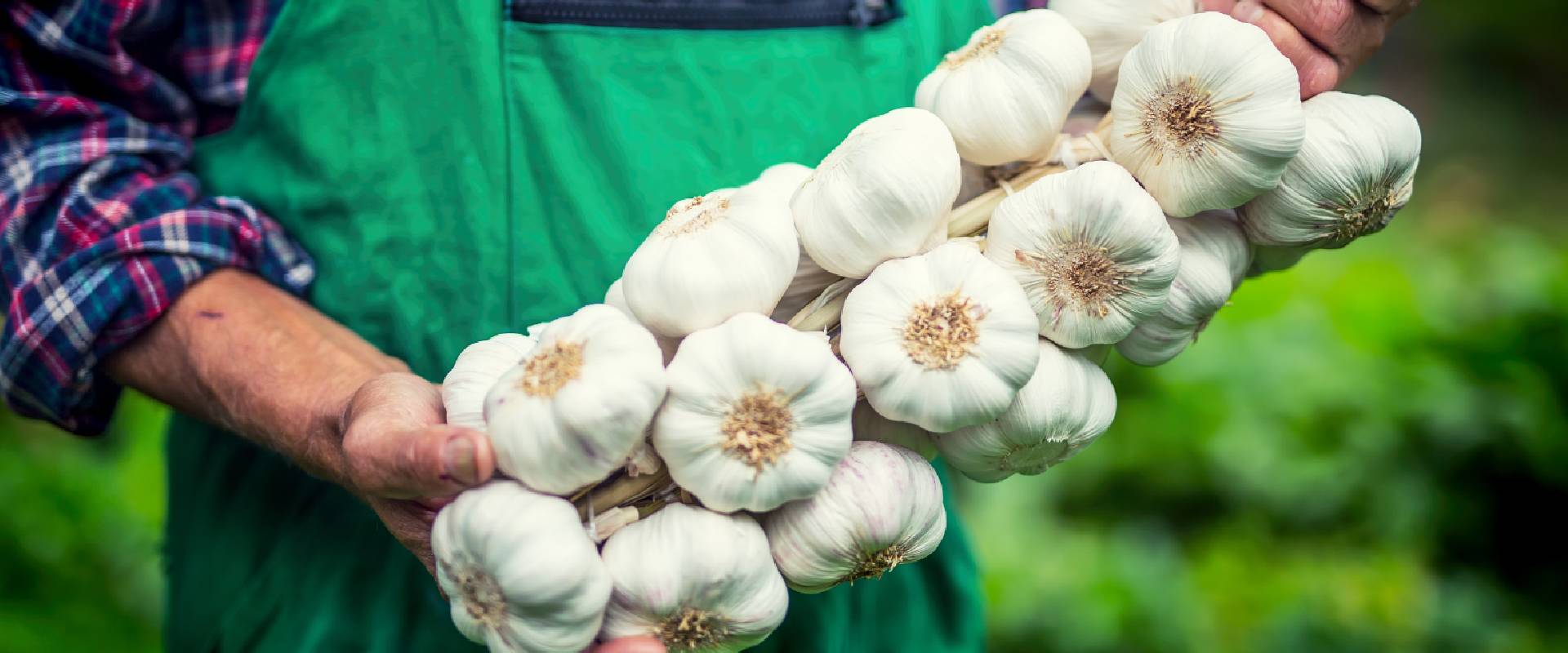 Is garlic poisonous to sales dogs